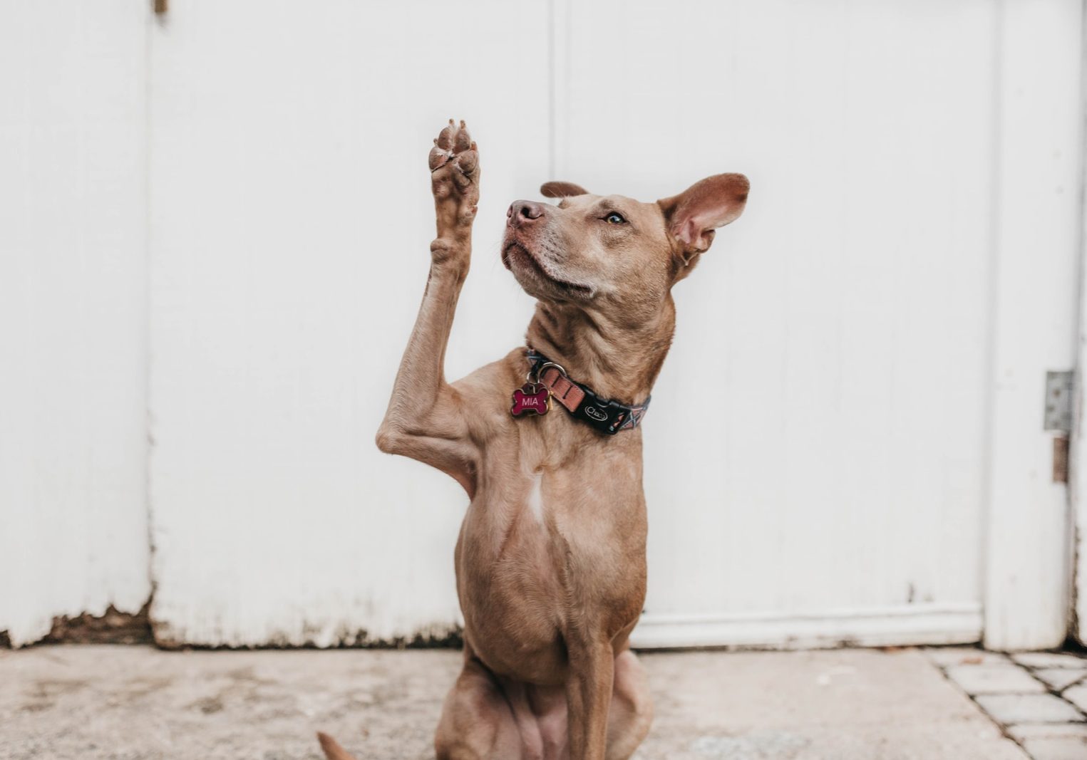 short-coated brown dog